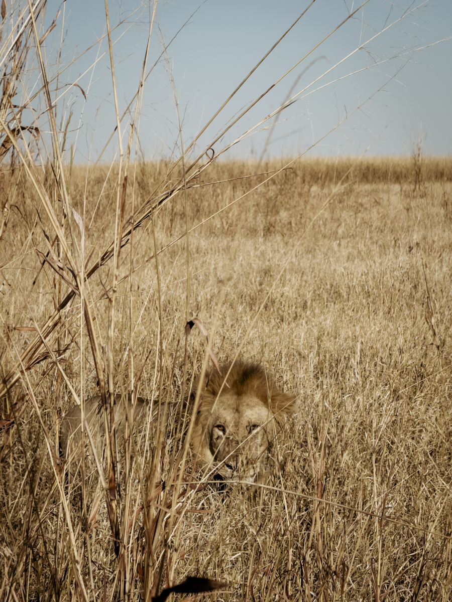 COCOtravel Afrika Wilderness Mokete COCOtravel Afrika Wilderness Mokete