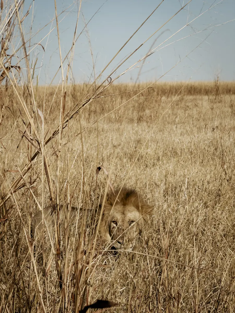 COCOtravel Afrika Wilderness Mokete