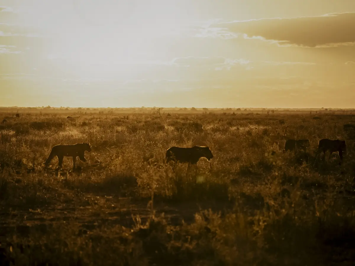 COCOtravel Afrika Wilderness Mokete Gamedrive