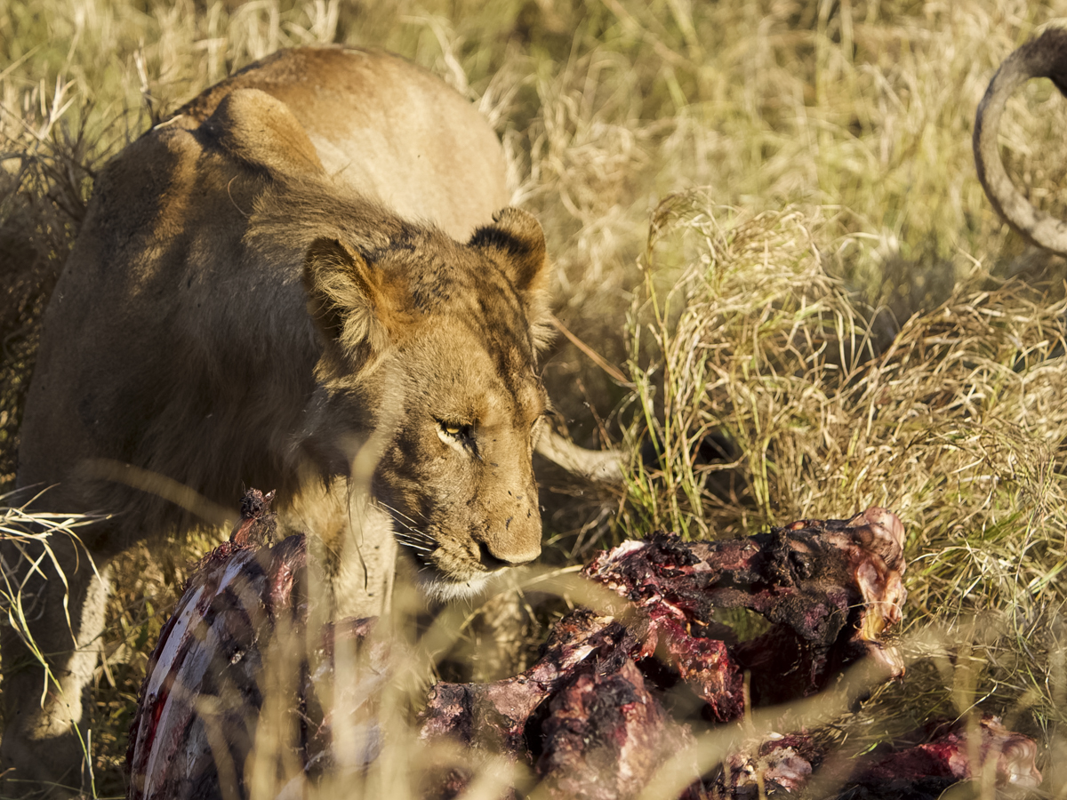 COCOtravel Afrika Wilderness Mokete Gamedrive COCOtravel Afrika Wilderness Mokete Gamedrive