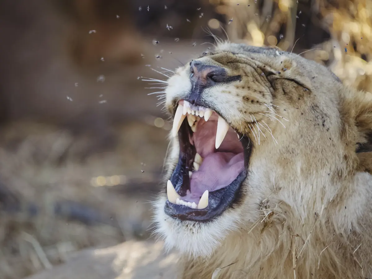 COCOtravel Afrika Wilderness Mokete Gamedrive