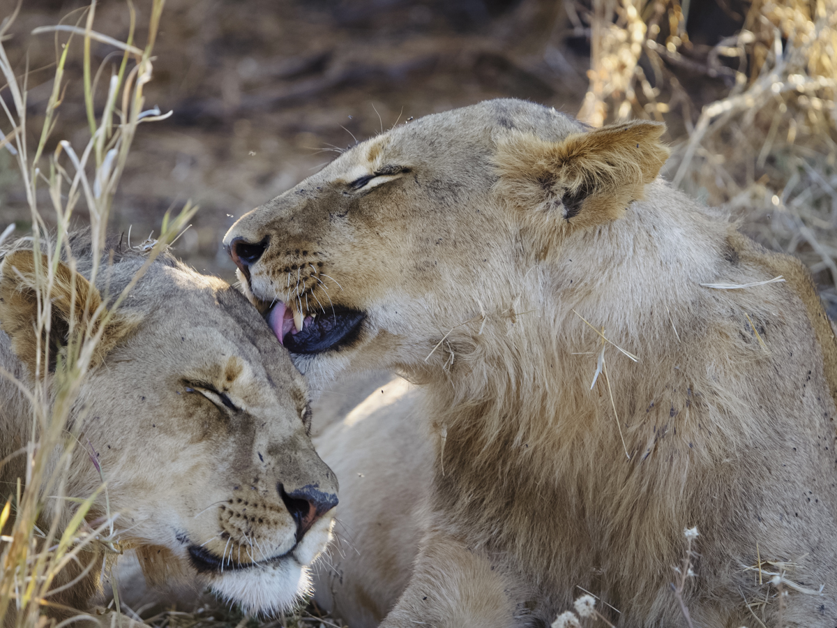 COCOtravel Afrika Wilderness Mokete Gamedrive COCOtravel Afrika Wilderness Mokete Gamedrive