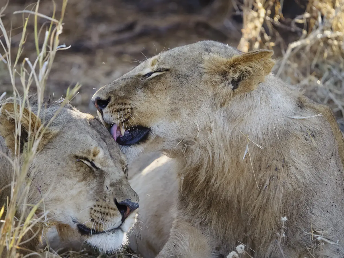 COCOtravel Afrika Wilderness Mokete Gamedrive