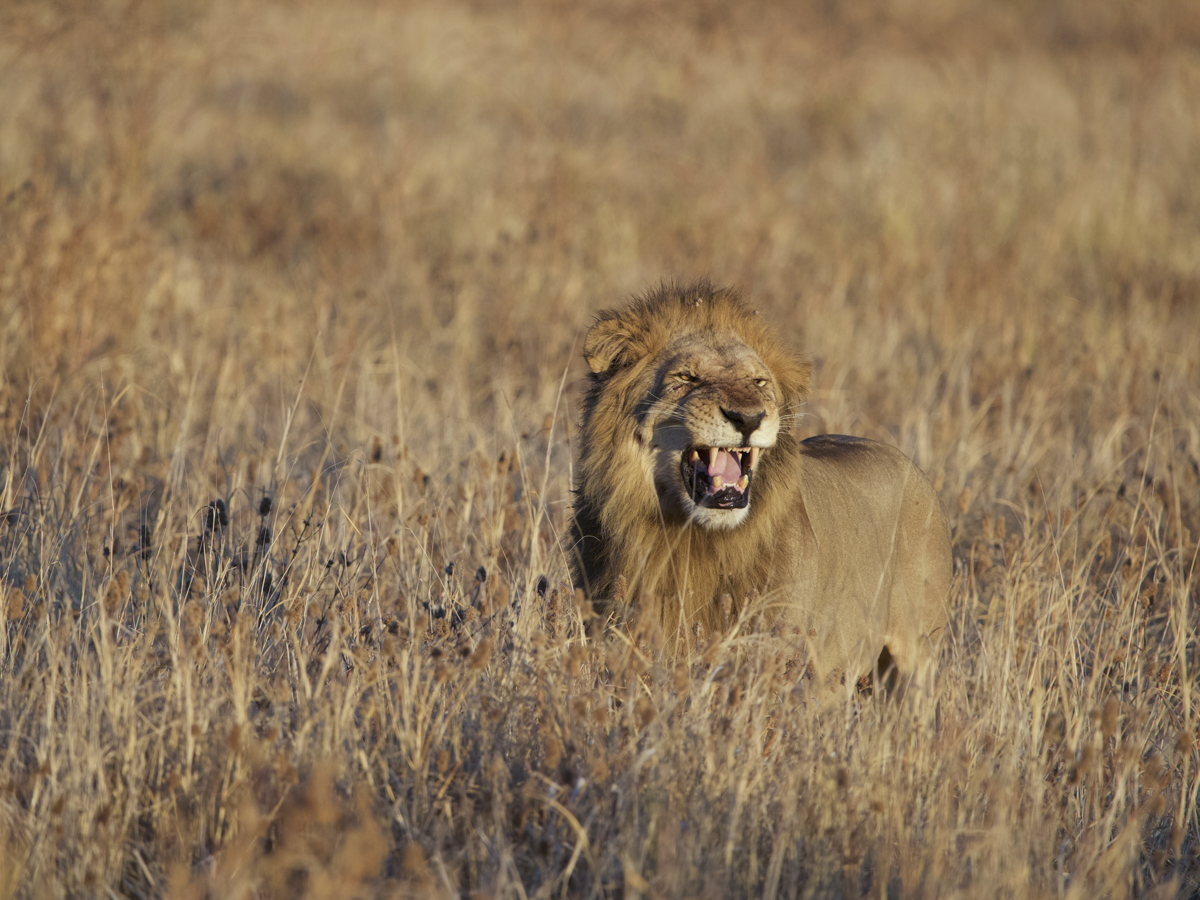 COCOtravel Afrika Wilderness Mokete Gamedrive COCOtravel Afrika Wilderness Mokete Gamedrive