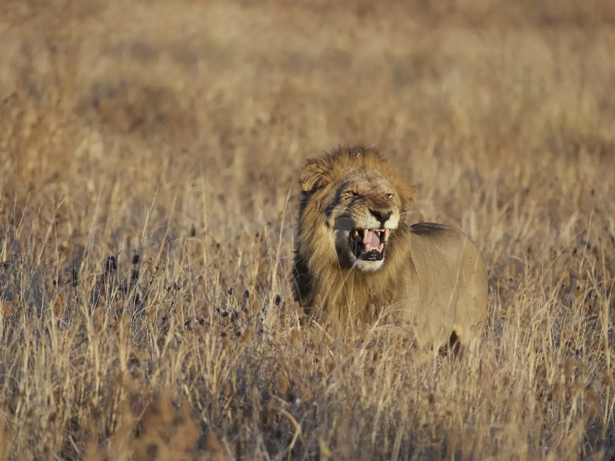 COCOtravel Afrika Wilderness Mokete Gamedrive