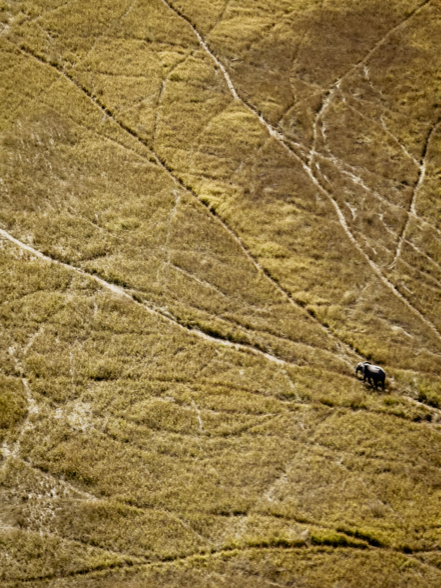 COCOtravel Afrika Wilderness Tubutree COCOtravel Afrika Wilderness Tubutree