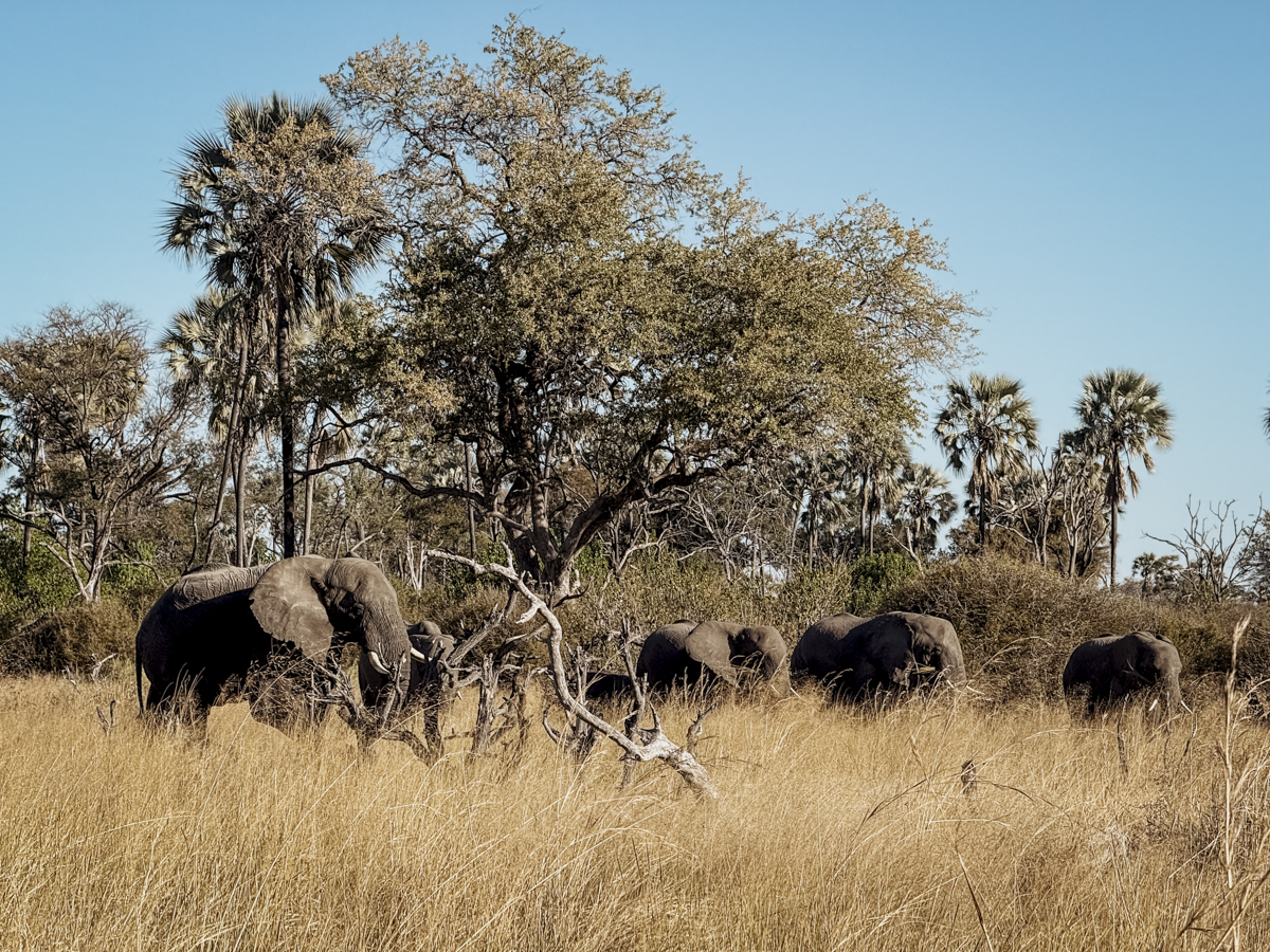 COCOtravel Afrika Wilderness Tubutree
