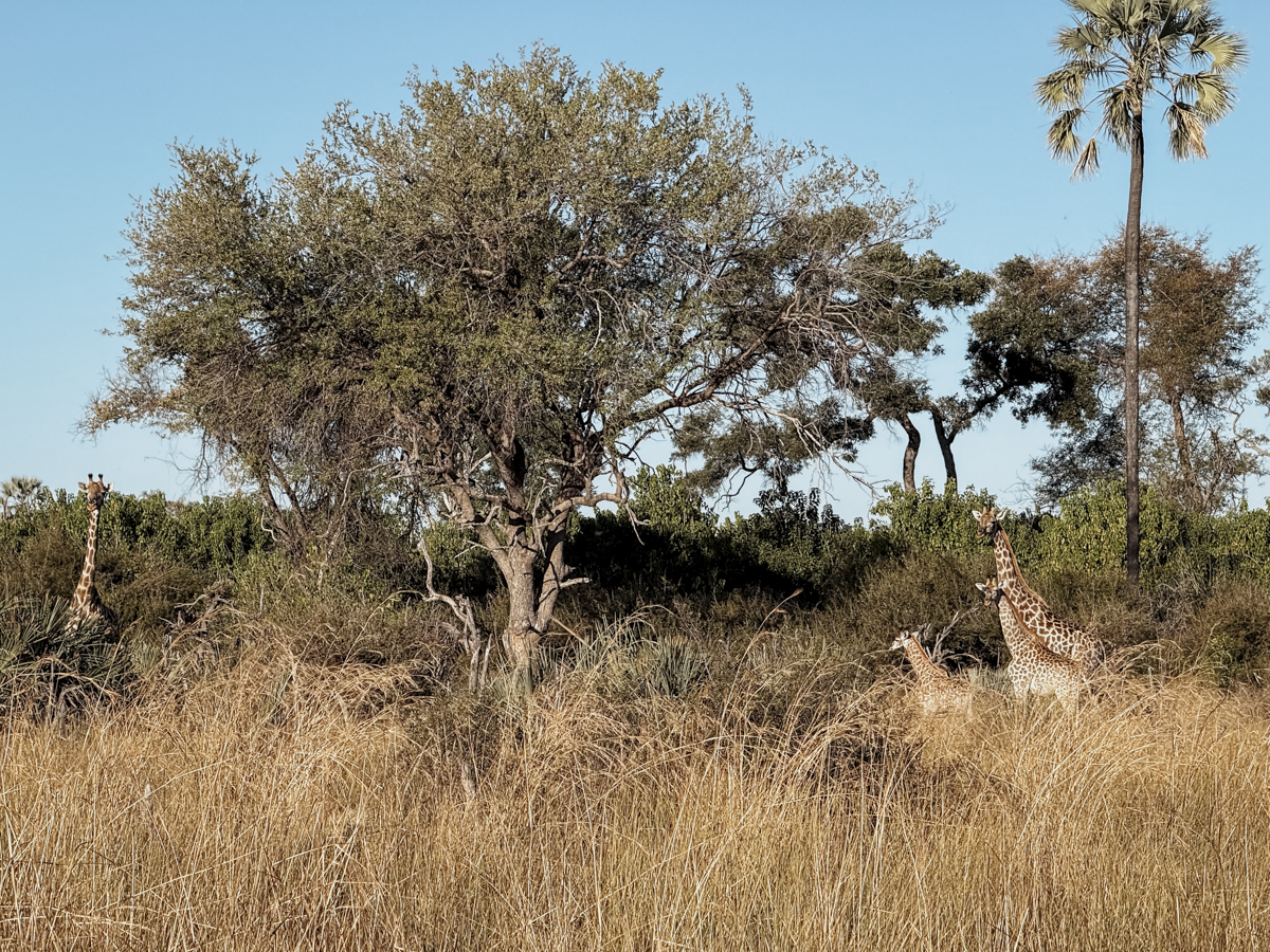 COCOtravel Afrika Wilderness Tubutree COCOtravel Afrika Wilderness Tubutree