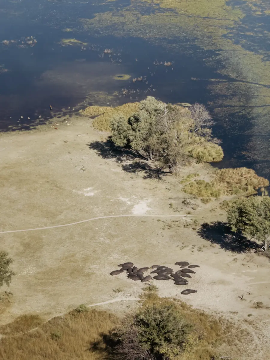 COCOtravel Afrika Wilderness Tubutree