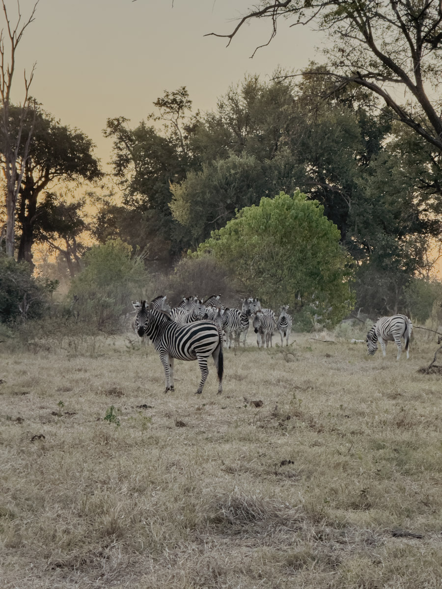 COCOtravel Afrika Botswana Wilderness VumburaPlainsNorth COCOtravel Afrika Botswana Wilderness VumburaPlainsNorth
