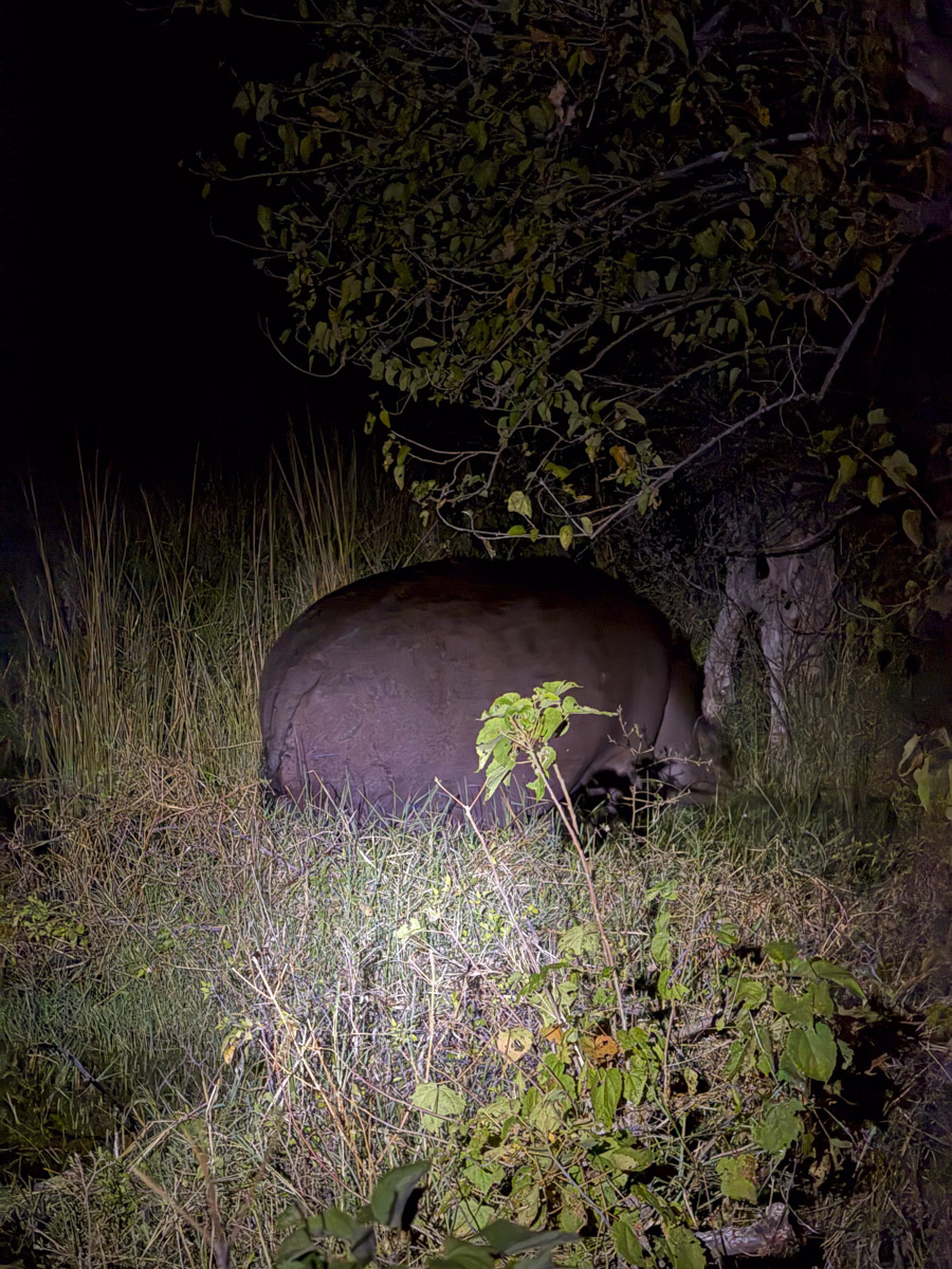 COCOtravel Afrika Botswana Wilderness VumburaPlainsNorth COCOtravel Afrika Botswana Wilderness VumburaPlainsNorth