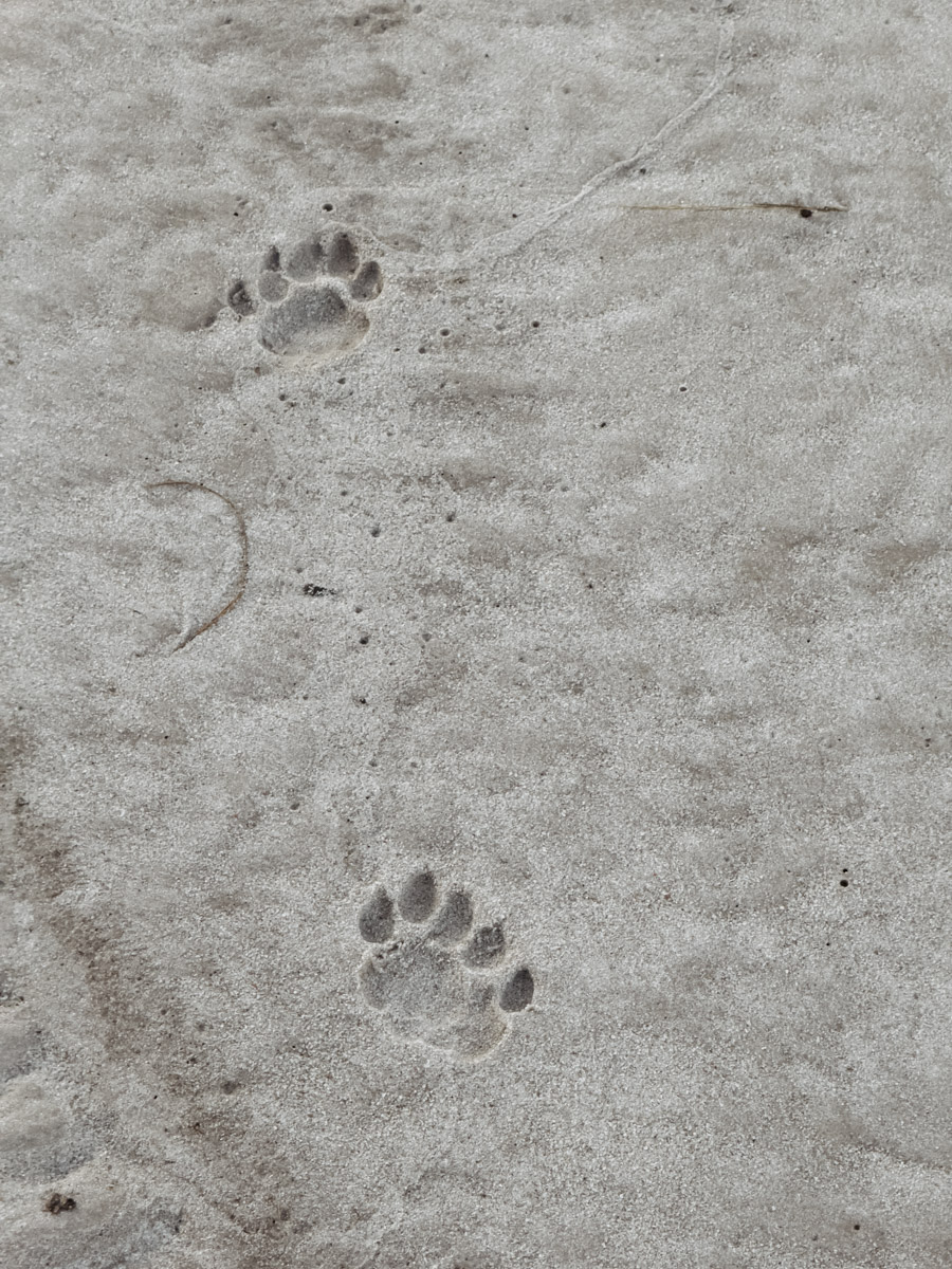 COCOtravel Afrika Botswana Wilderness VumburaPlainsNorth COCOtravel Afrika Botswana Wilderness VumburaPlainsNorth