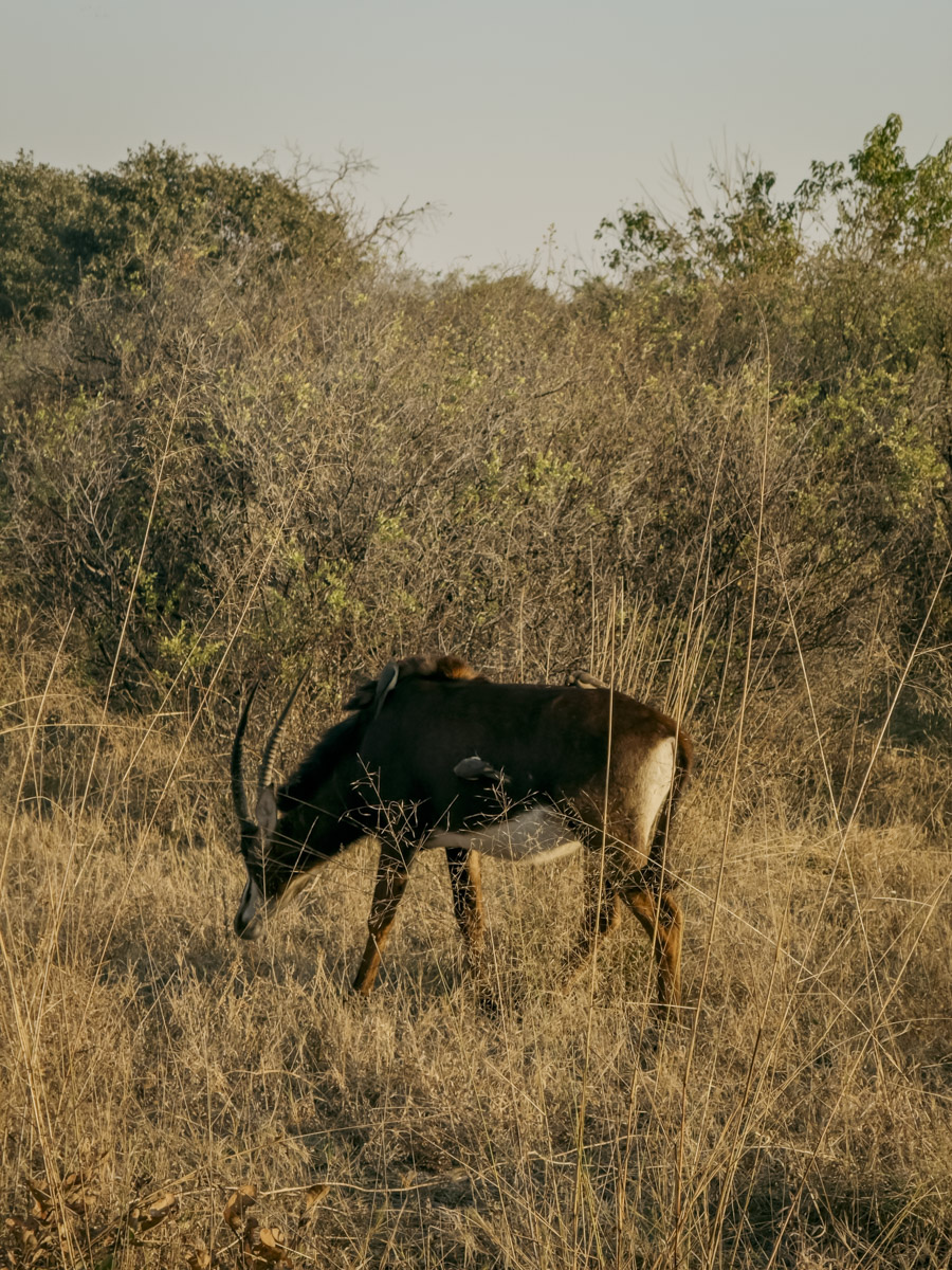 COCOtravel Afrika Botswana Wilderness VumburaPlainsNorth COCOtravel Afrika Botswana Wilderness VumburaPlainsNorth