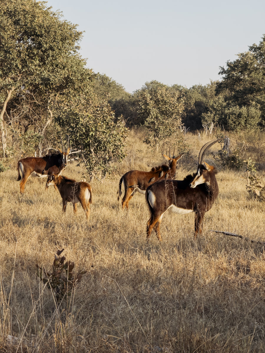 COCOtravel Afrika Botswana Wilderness VumburaPlainsNorth COCOtravel Afrika Botswana Wilderness VumburaPlainsNorth