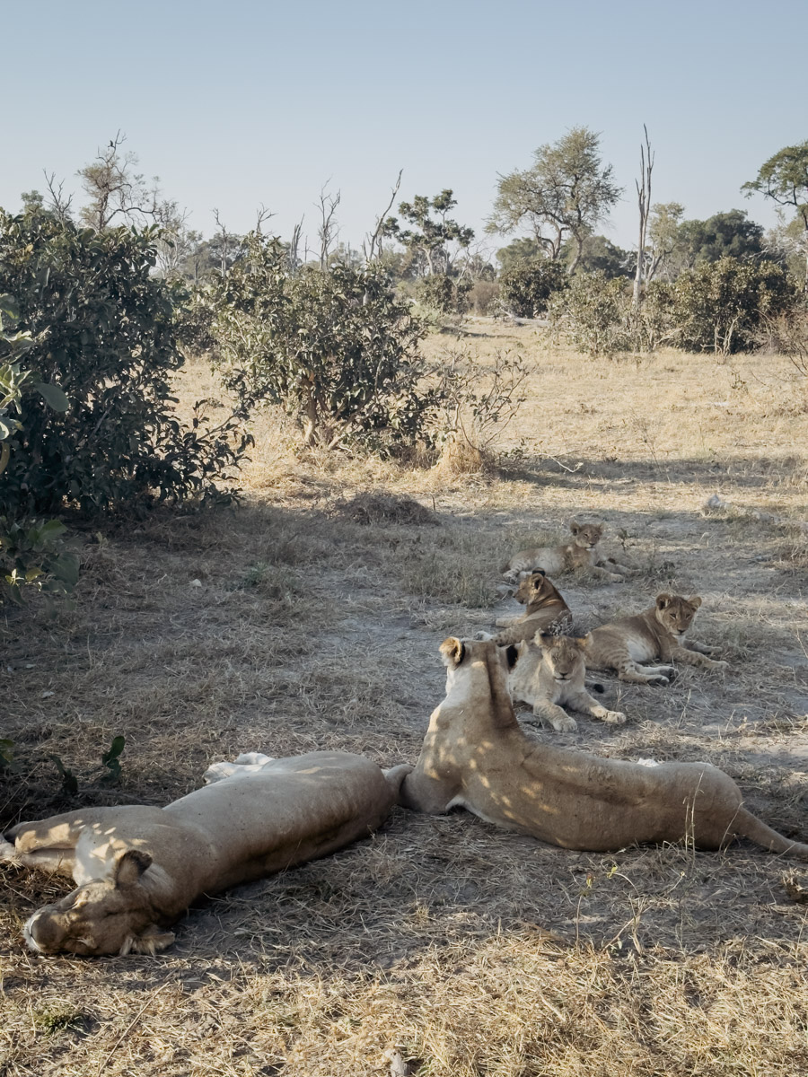 COCOtravel Afrika Botswana Wilderness VumburaPlainsNorth COCOtravel Afrika Botswana Wilderness VumburaPlainsNorth