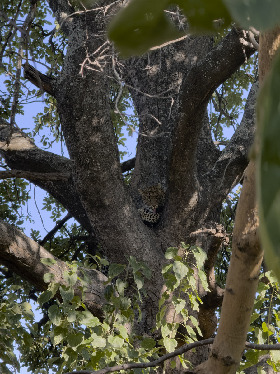 COCOtravel Afrika Botswana Wilderness VumburaPlainsNorth COCOtravel Afrika Botswana Wilderness VumburaPlainsNorth