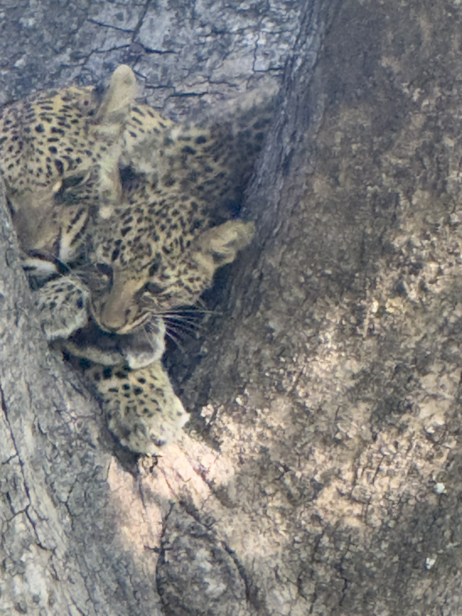 COCOtravel Afrika Botswana Wilderness VumburaPlainsNorth COCOtravel Afrika Botswana Wilderness VumburaPlainsNorth