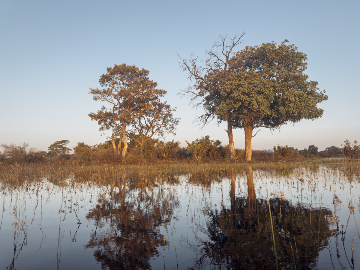 COCOtravel Afrika Botswana Wilderness VumburaPlainsNorth COCOtravel Afrika Botswana Wilderness VumburaPlainsNorth