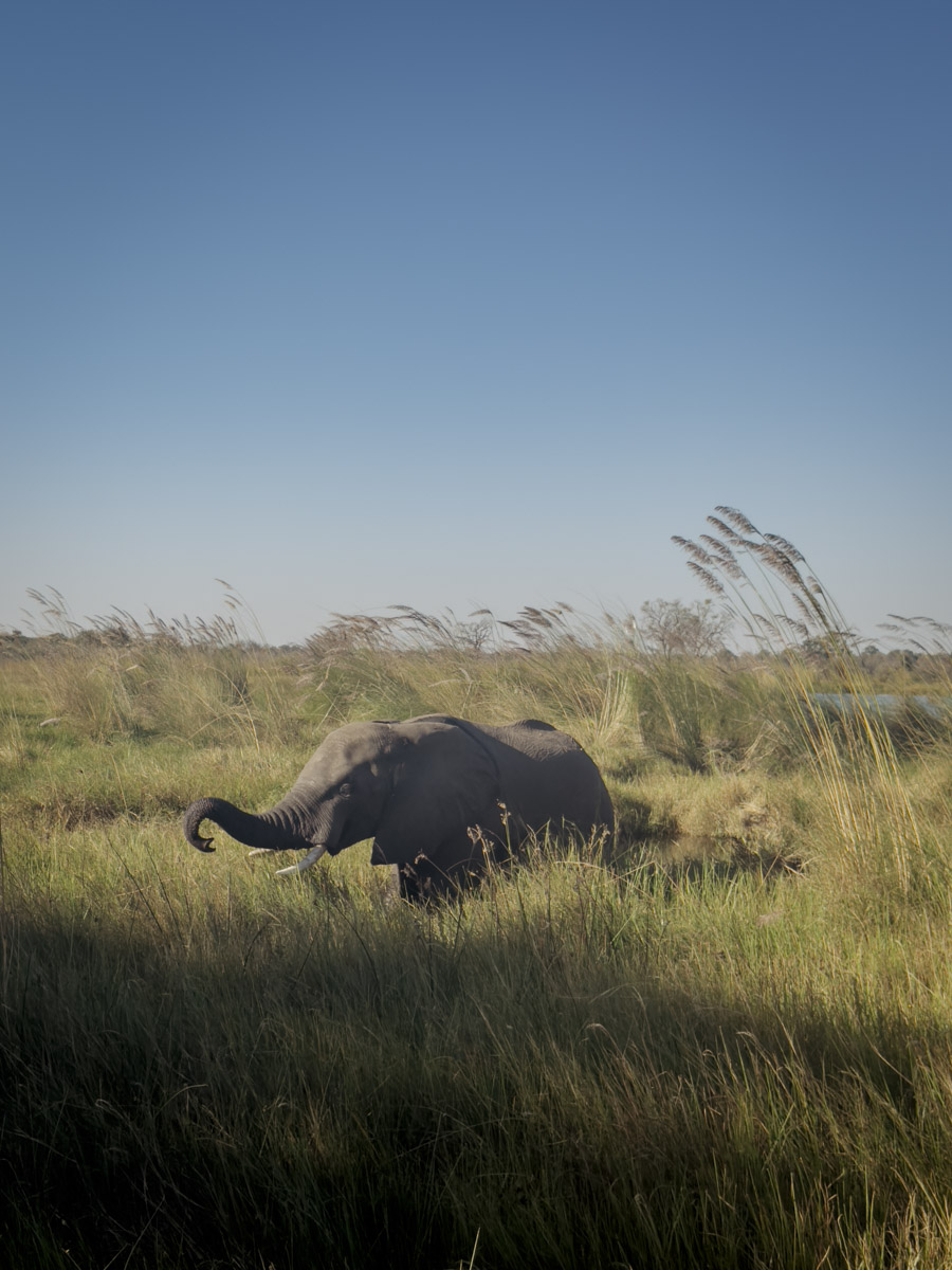 COCOtravel Afrika Botswana Wilderness VumburaPlainsNorth COCOtravel Afrika Botswana Wilderness VumburaPlainsNorth