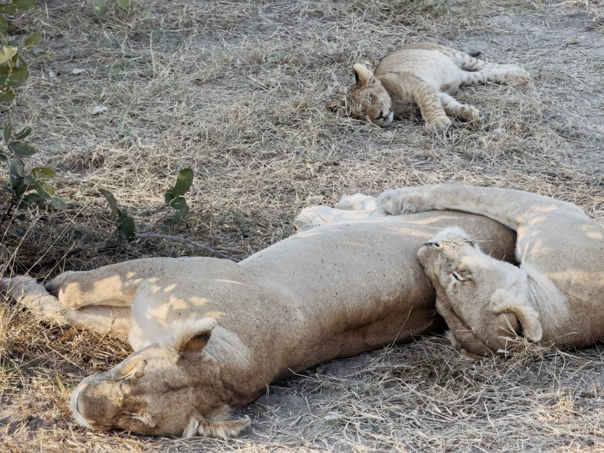 COCOtravel Afrika Botswana Wilderness VumburaPlainsNorth COCOtravel Afrika Botswana Wilderness VumburaPlainsNorth