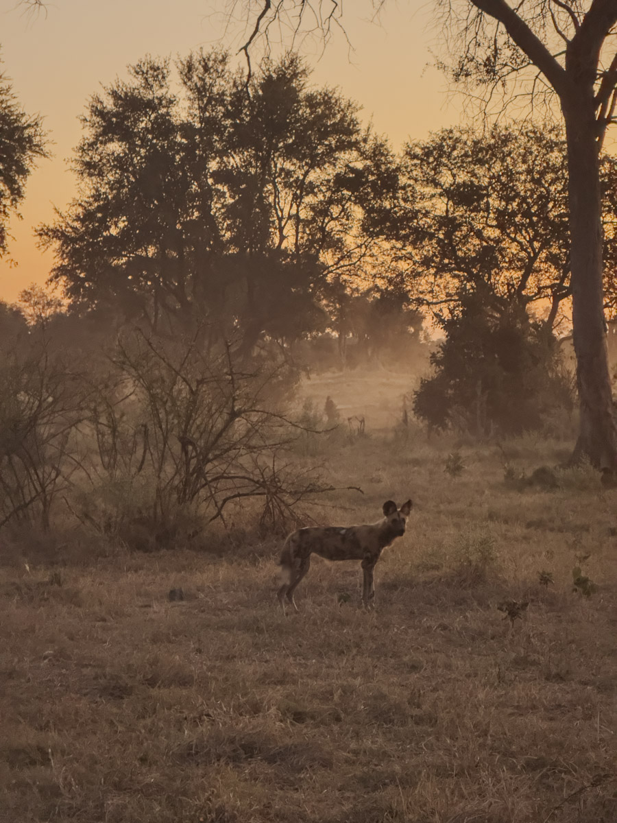 COCOtravel Afrika Botswana Wilderness VumburaPlainsNorth COCOtravel Afrika Botswana Wilderness VumburaPlainsNorth