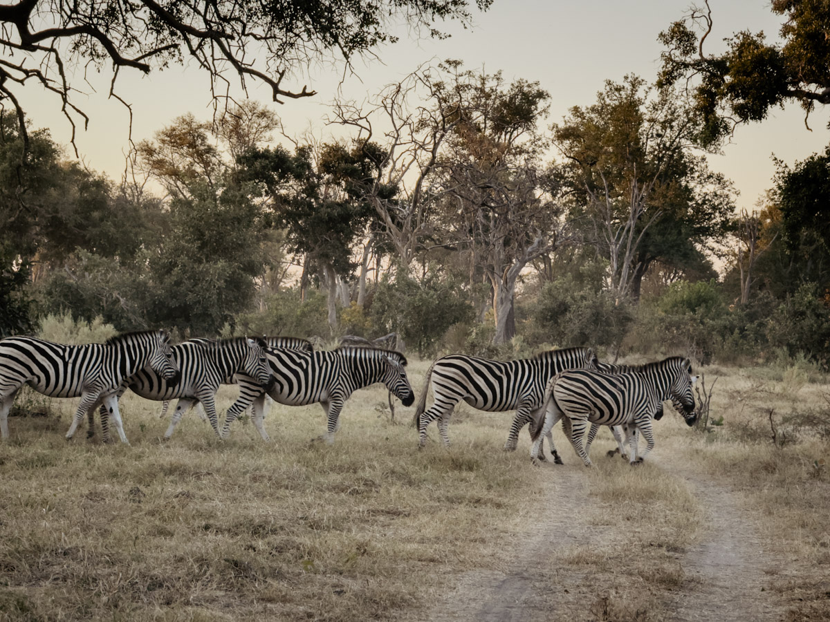 COCOtravel Afrika Botswana Wilderness VumburaPlainsNorth COCOtravel Afrika Botswana Wilderness VumburaPlainsNorth