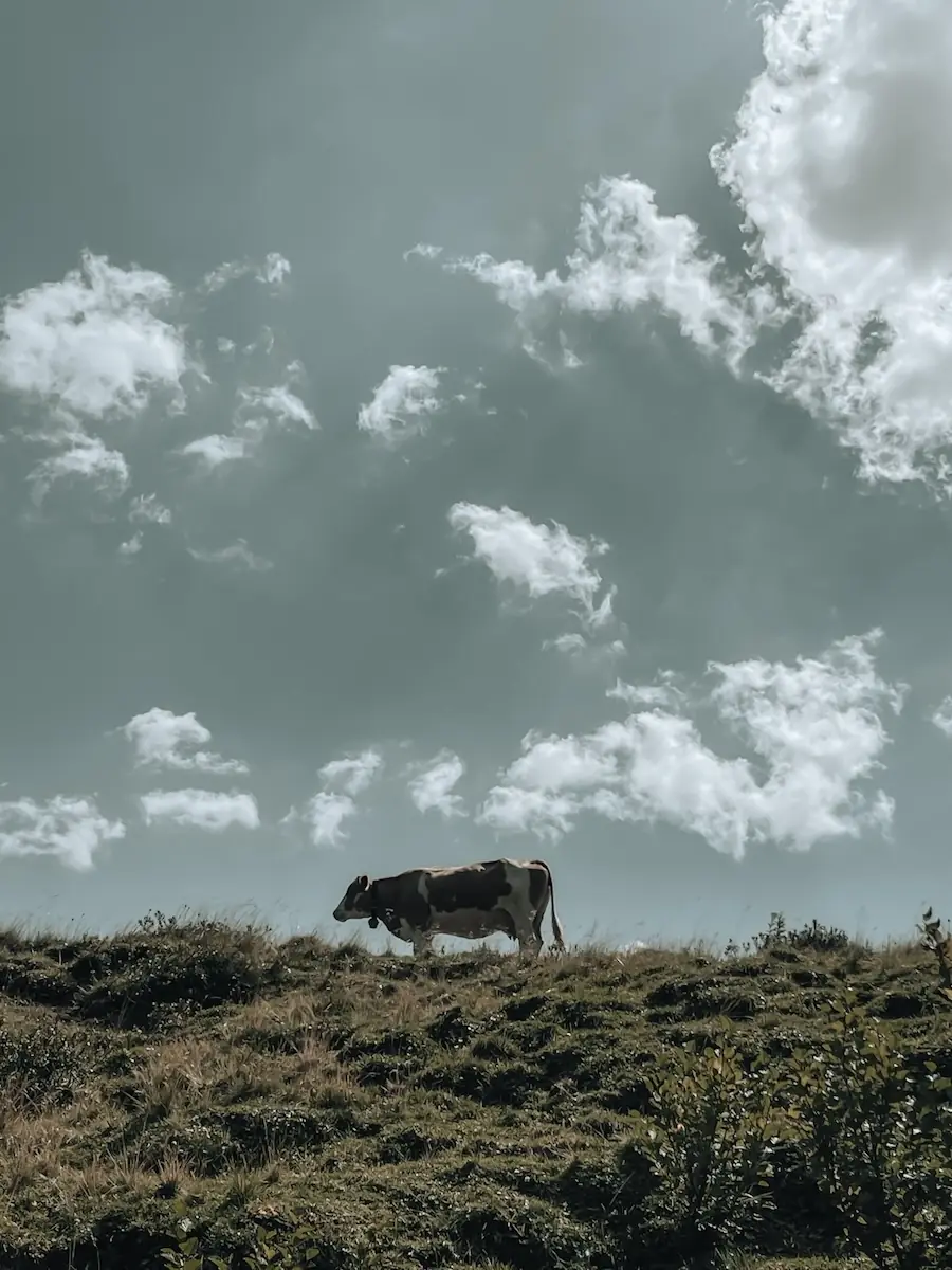 COCOtravel LechArlberg GoldenerBerg umgebung5