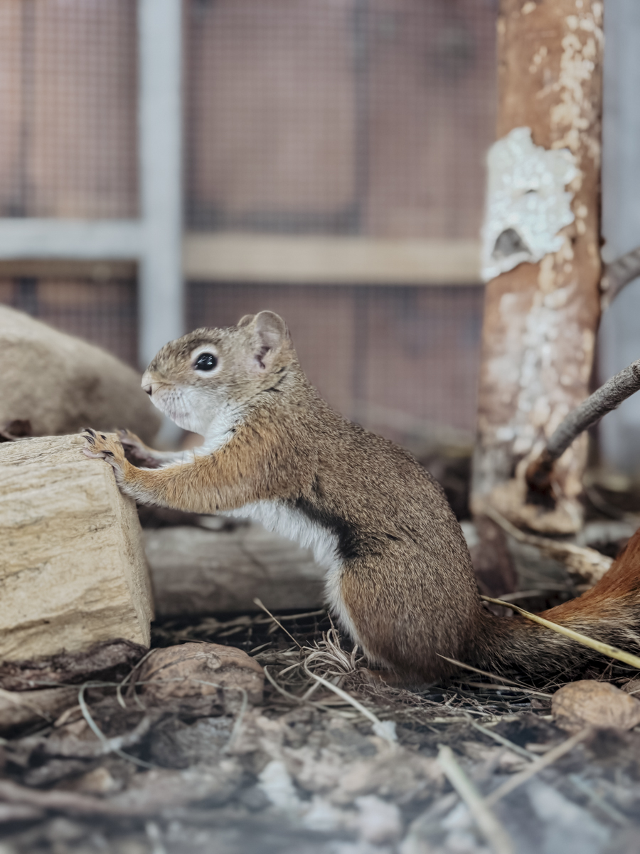 COCOtravel Suedtirol Alpiana