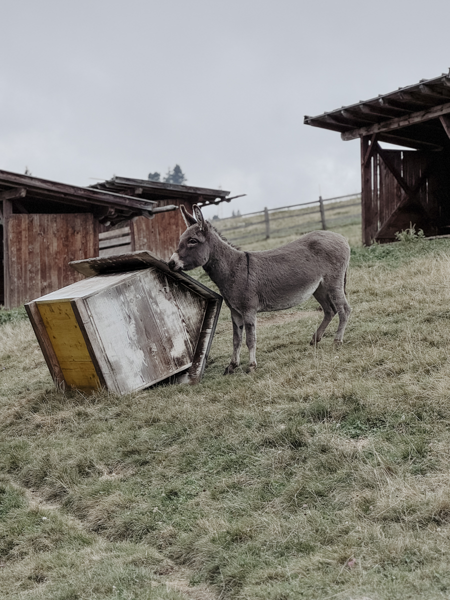 COCOtravel Suedtirol Alpiana