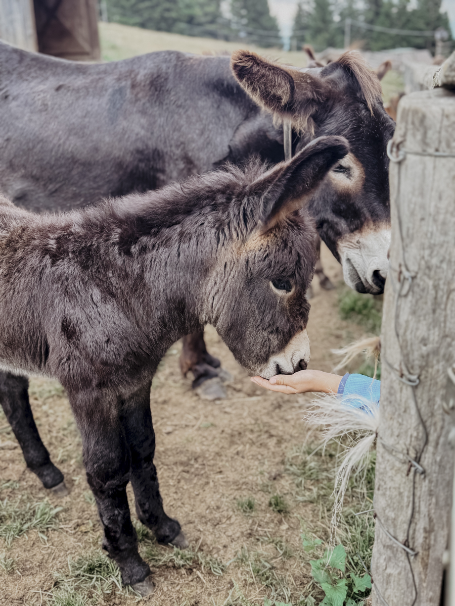 COCOtravel Suedtirol Alpiana