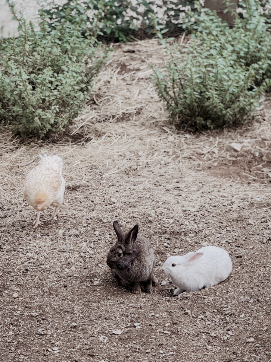 COCOtravel Suedtirol Alpiana