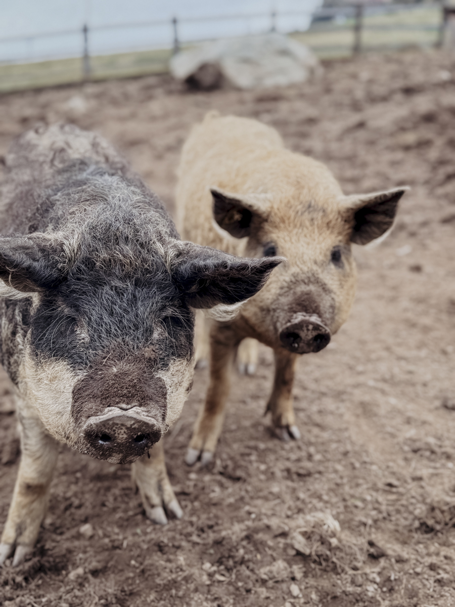 COCOtravel Suedtirol Alpiana