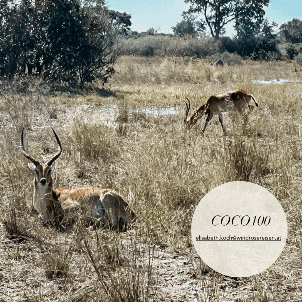COCOtravel Wilderness Vumbura Deal