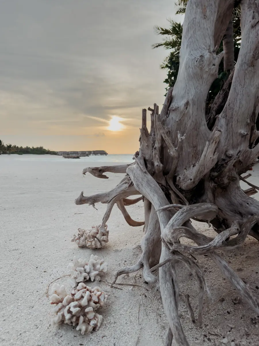 COCOtravel Patina Malediven Helios Sunset Dinner 8 COCOtravel Patina Malediven Helios Sunset Dinner 8