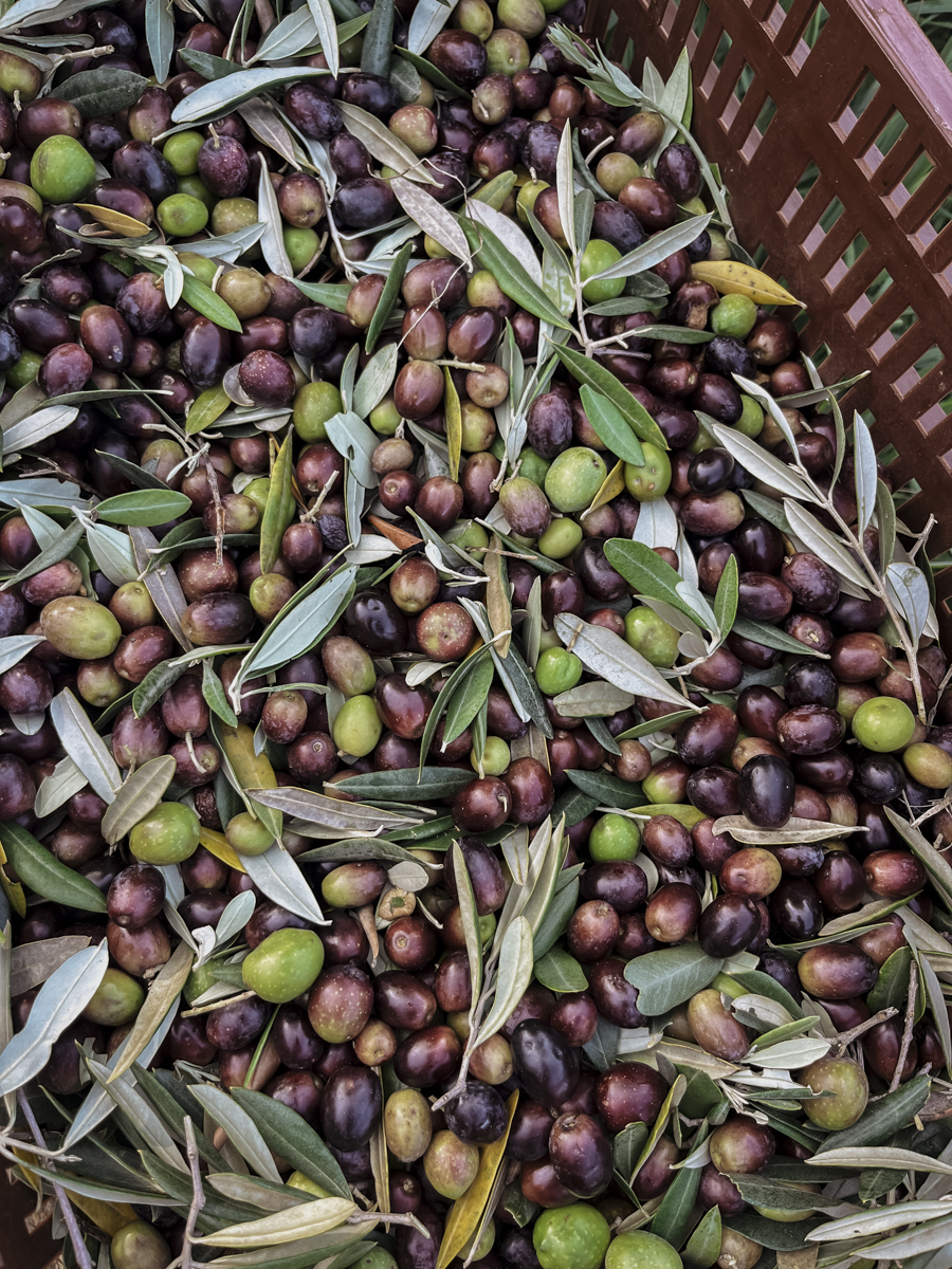 COCOtravel Slowenien Portoroz Kempinski Palace Olivenoelverkostung