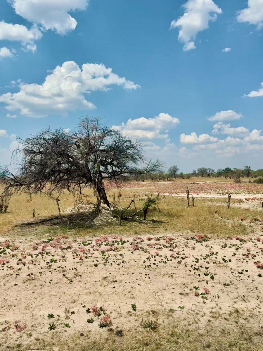 COCOtravel Suedafrika RovosRail Landschaft 2