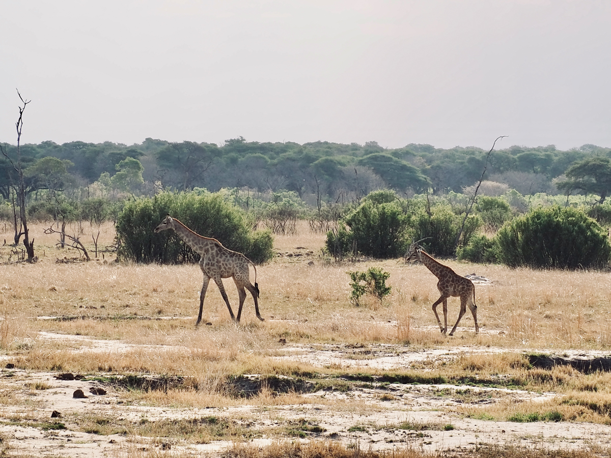 COCOtravel Suedafrika RovosRail Safari 4