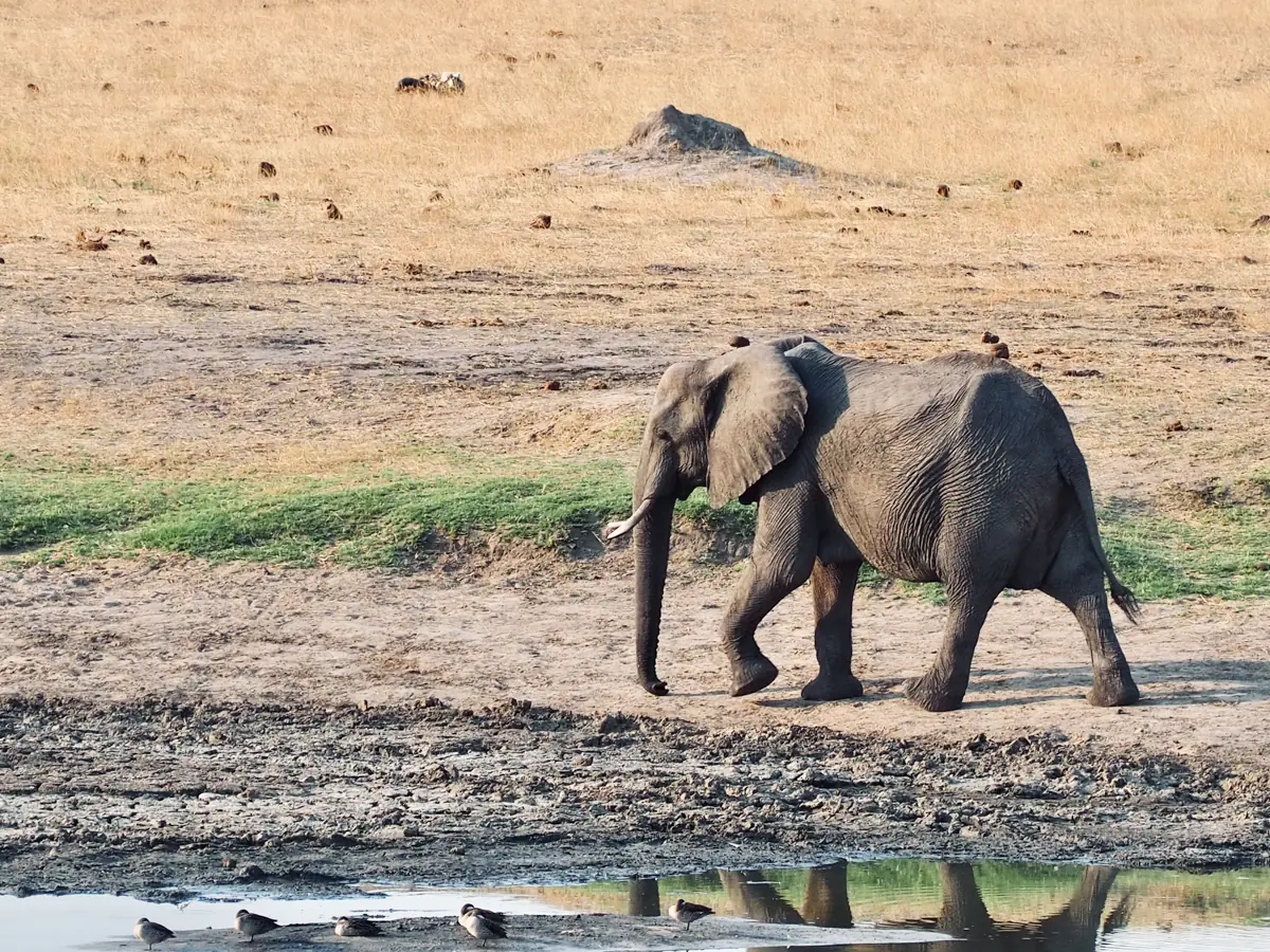 COCOtravel Suedafrika RovosRail Safari 8