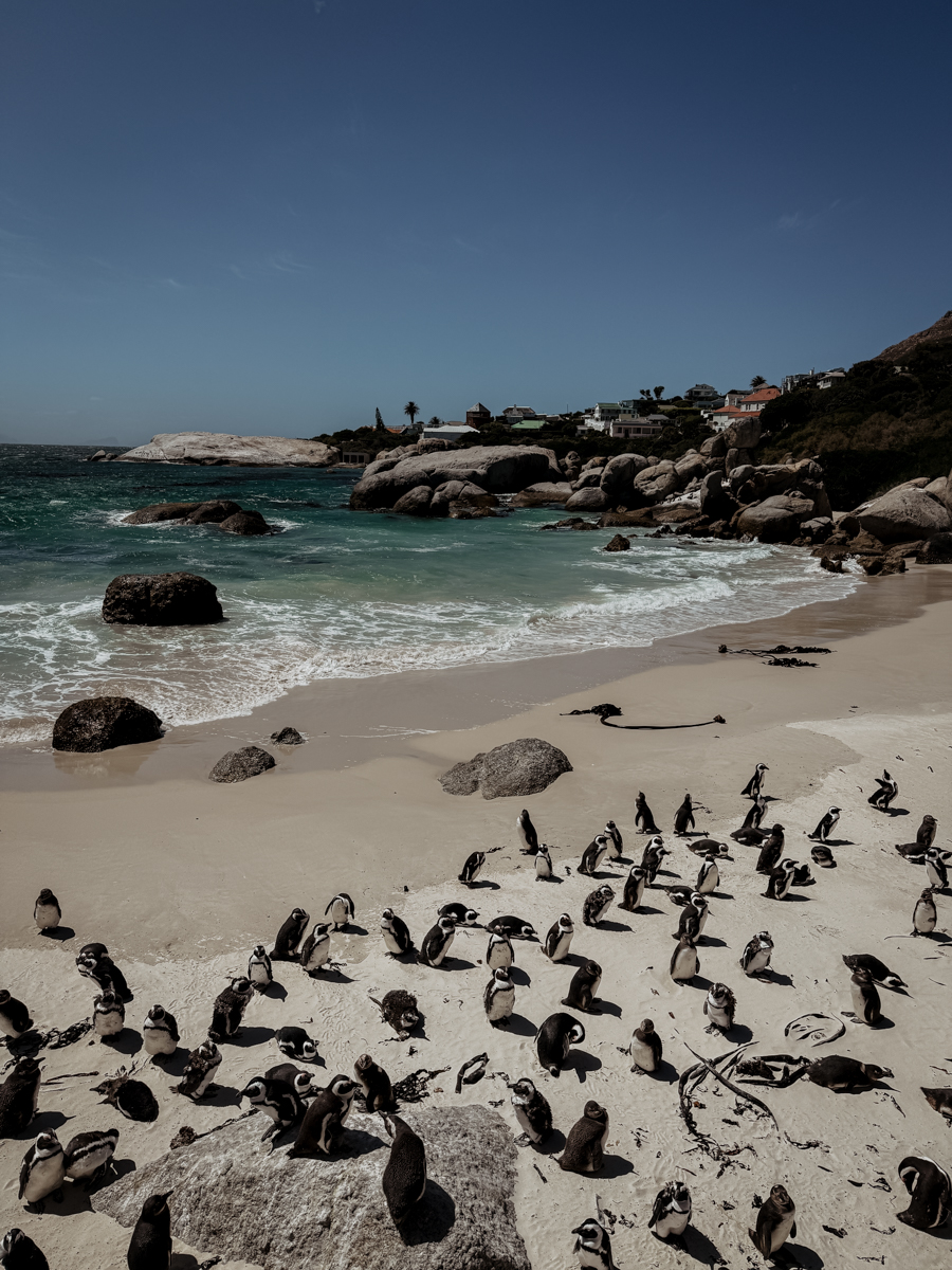 COCOtravel Suedafrika StJamesManorGuesthouse Ausflug 20 COCOtravel Suedafrika StJamesManorGuesthouse Ausflug 20