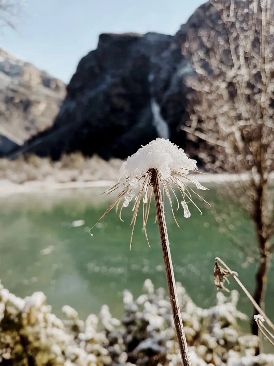 COCOtravel Südtirol Leitlhof Schneeblume COCOtravel Südtirol Leitlhof Schneeblume