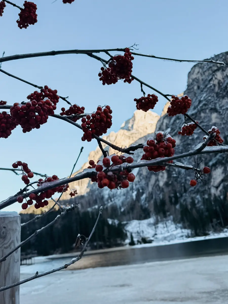 COCOtravel Südtirol Leitlhof SeemitVogelbeeren2 COCOtravel Südtirol Leitlhof SeemitVogelbeeren2