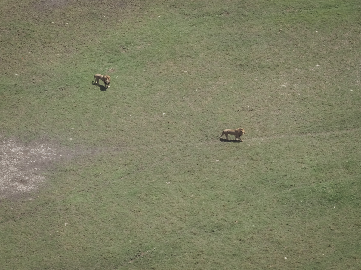 COCOtravel Botswana GreatPlains DubaExplorersCamp Flug 10