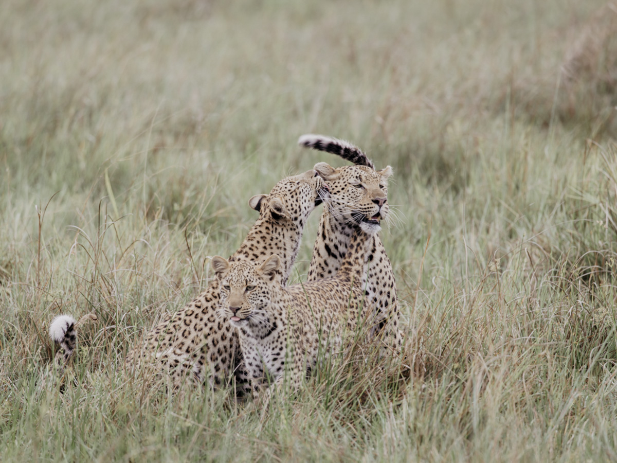 COCOtravel Botswana GreatPlains DubaExplorersCamp Safari GameDrive 102