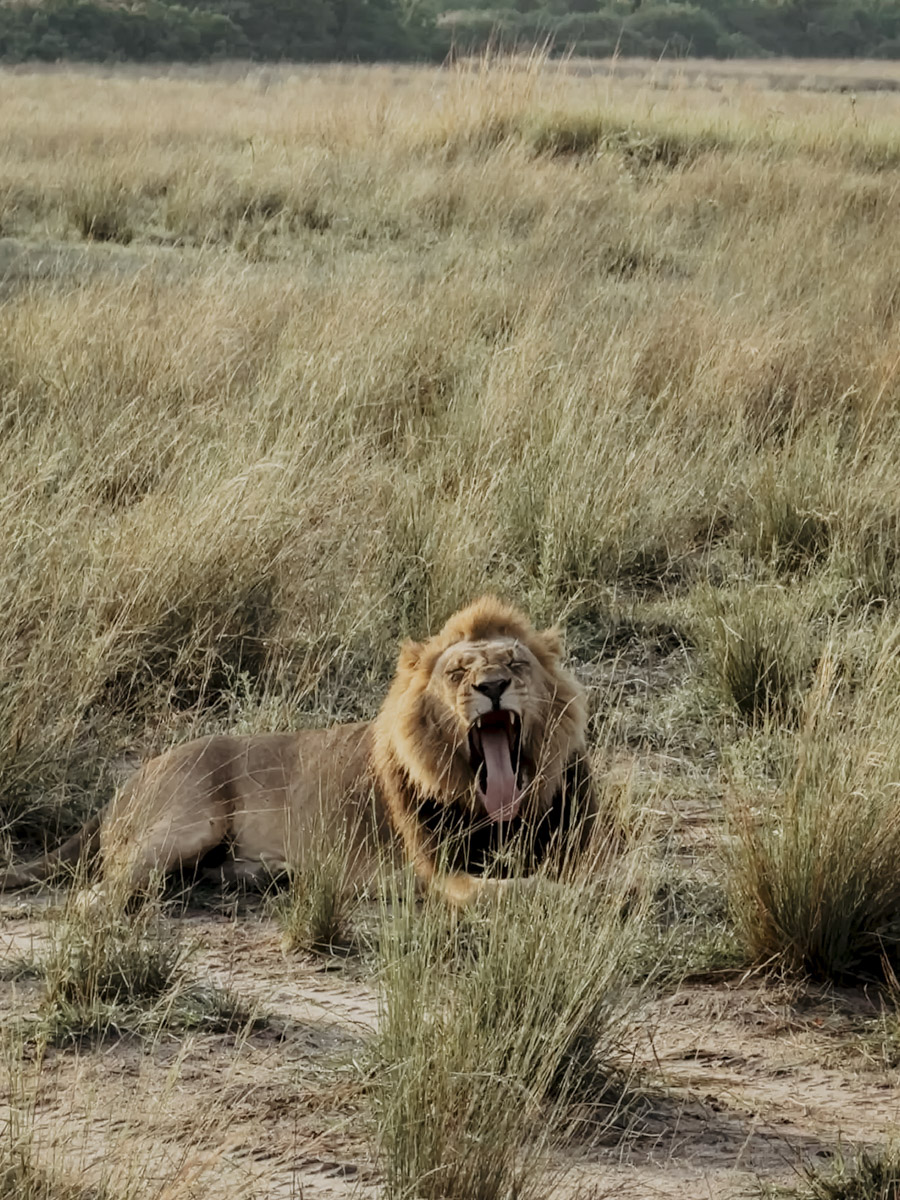 COCOtravel Botswana GreatPlains DubaExplorersCamp Safari GameDrive 124