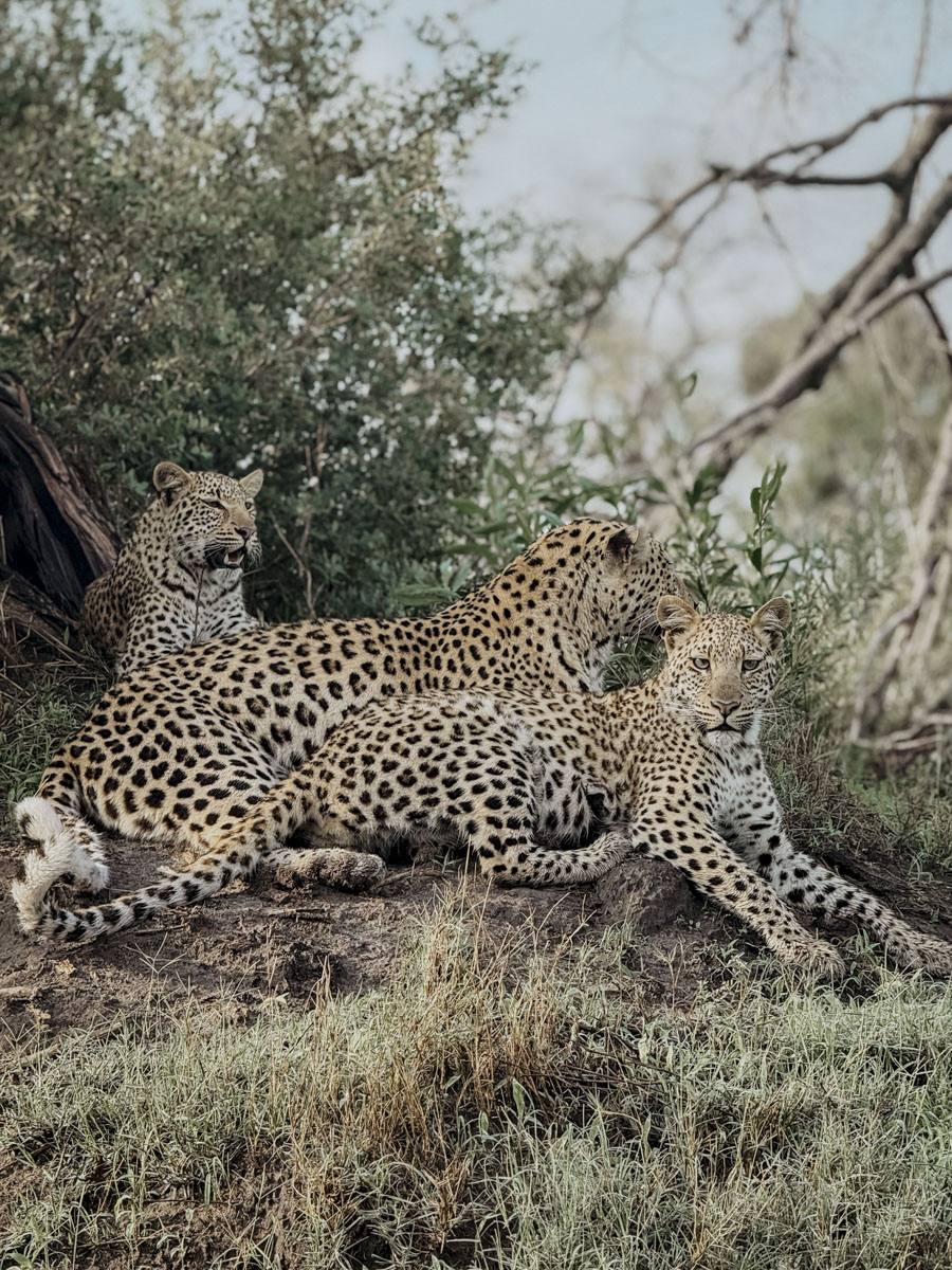 COCOtravel Botswana GreatPlains DubaExplorersCamp Safari GameDrive 137