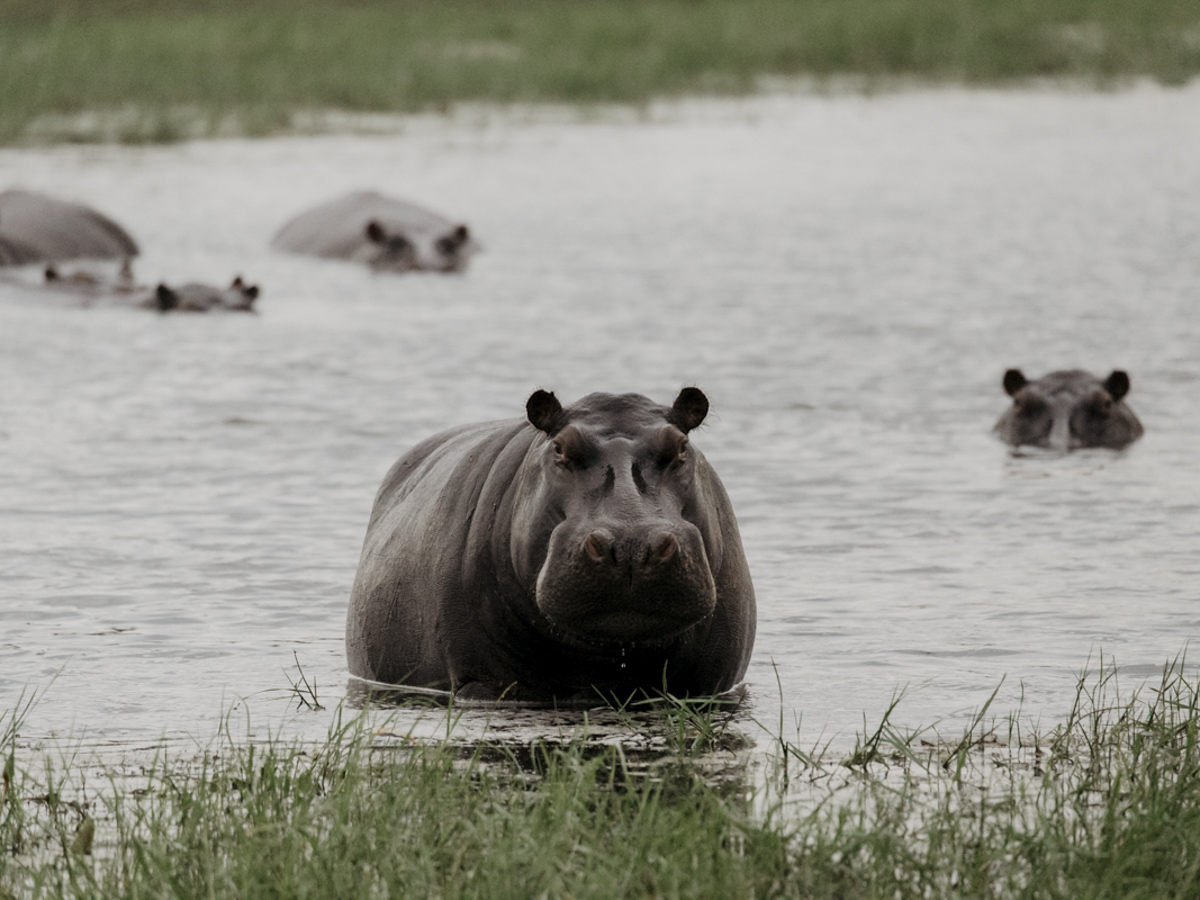 COCOtravel Botswana GreatPlains DubaExplorersCamp Safari GameDrive 78