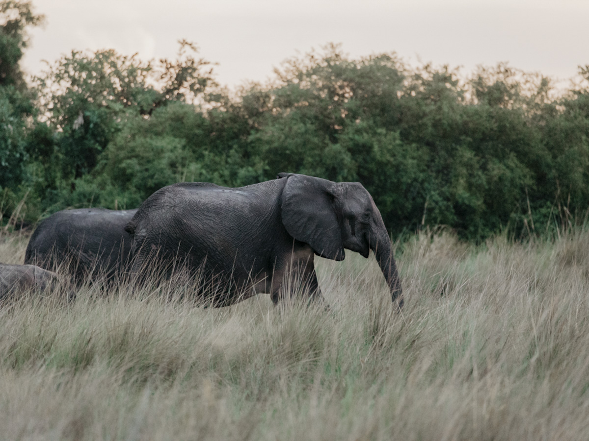 COCOtravel Botswana GreatPlains DubaExplorersCamp Safari GameDrive 81