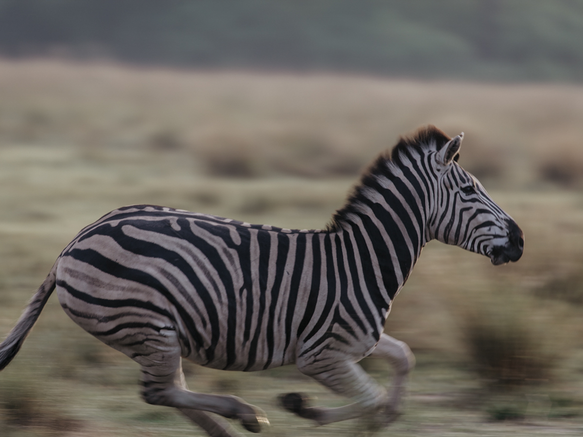 COCOtravel Botswana GreatPlains DubaExplorersCamp Safari GameDrive 98