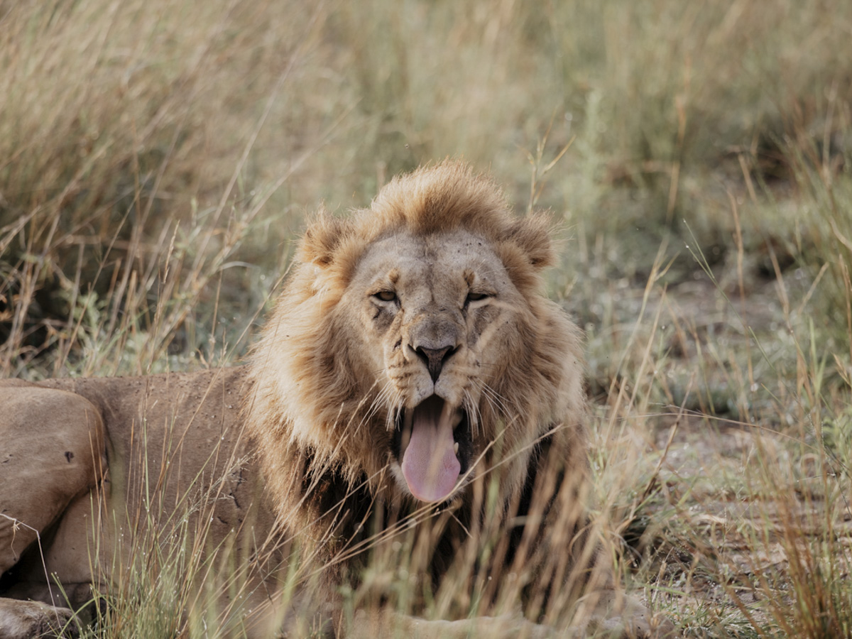 COCOtravel Botswana GreatPlains DubaExplorersCamp Safari GameDrive 99