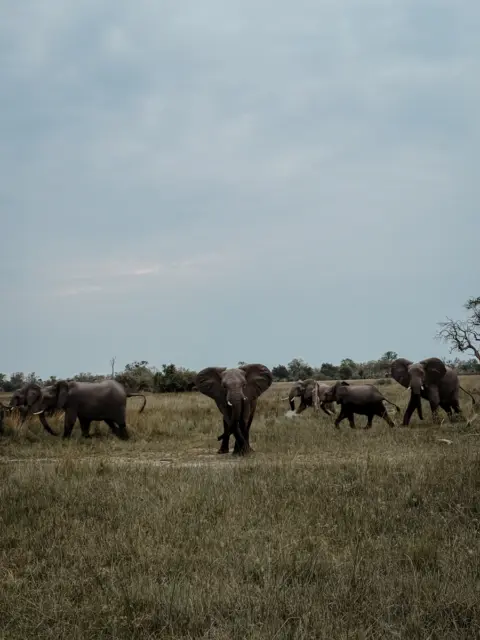 COCOtravel Botswana GreatPlains OkavangoExplorersCamp Safari 13 480x640.jpg